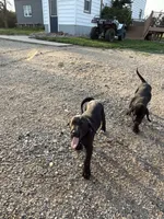 Twinkle Toes, a female Treeing Walker Coonhound and Labrador Retriever for sale in Sanborn, IA – 4 of 8