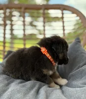 Bronco, a male Australian Shepherd for sale in Abbottstown, PA – 4 of 4
