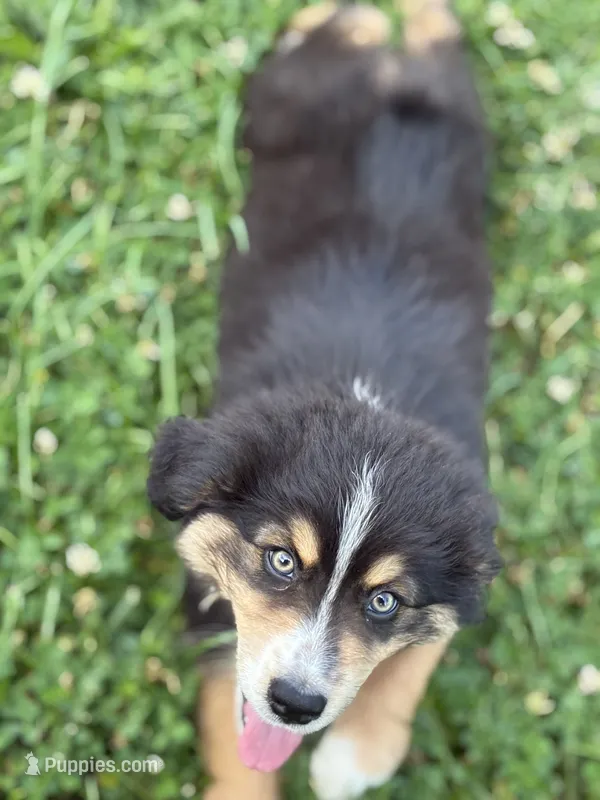 Stetson – Australian Shepherd puppy for sale in Abbottstown, PA