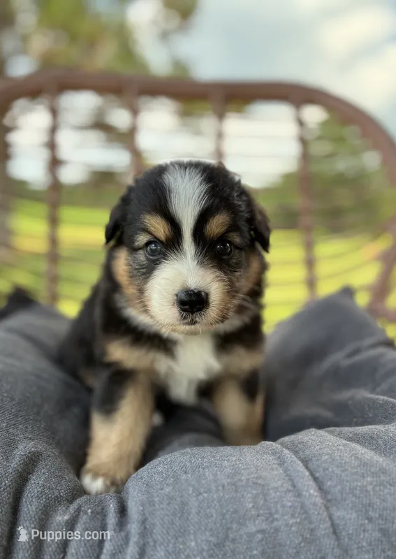 Axel – Australian Shepherd puppy for sale in Abbottstown, PA