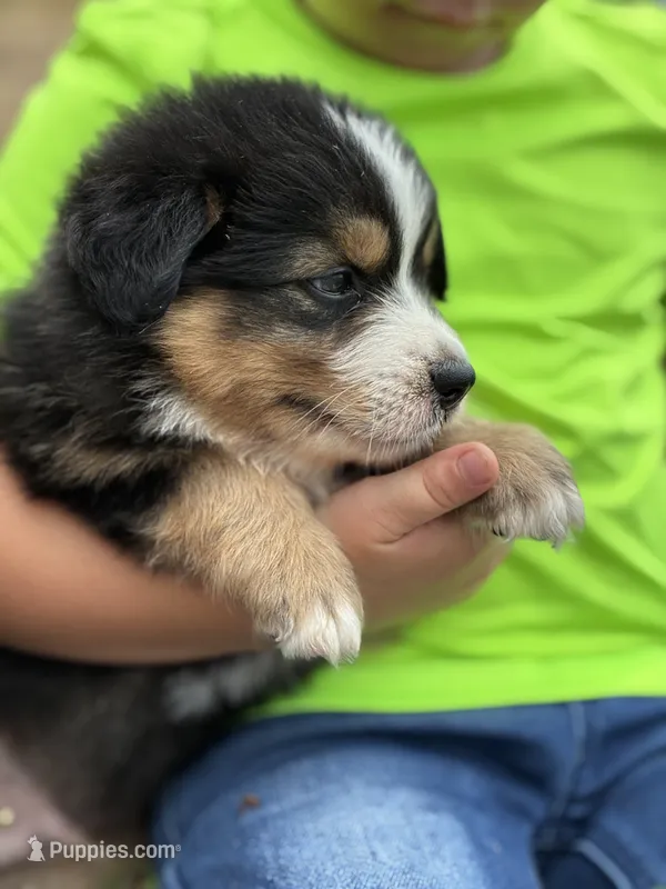 Axel – Australian Shepherd puppy for sale in Abbottstown, PA