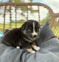 Bronco, a male Australian Shepherd for sale in Abbottstown, PA – 2 of 4