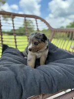 Duke, a male Australian Shepherd for sale in Abbottstown, PA – 4 of 5