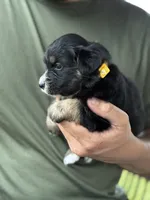 Oakley, a female Australian Shepherd for sale in Abbottstown, PA – 2 of 4
