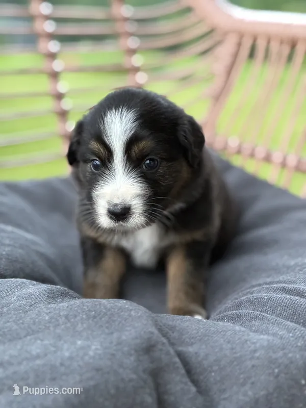Paisley – Australian Shepherd puppy for sale in Abbottstown, PA