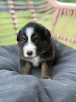 Paisley, a female Australian Shepherd for sale in Abbottstown, PA – 1 of 4