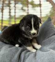 Bronco, a male Australian Shepherd for sale in Abbottstown, PA – 3 of 4