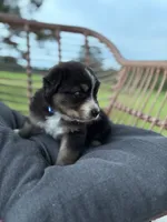 Stetson, a male Australian Shepherd for sale in Abbottstown, PA – 4 of 4