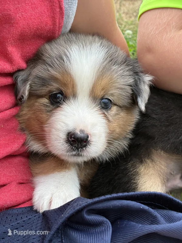 Banjo – Australian Shepherd puppy for sale in Abbottstown, PA
