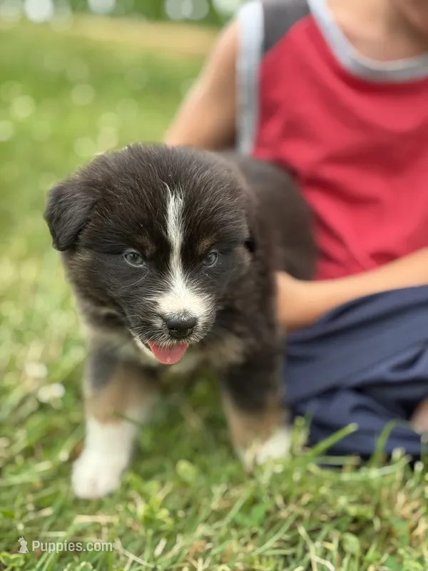 Bronco – Australian Shepherd puppy for sale in Abbottstown, PA