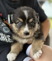 Smokey , a male Australian Shepherd for sale in Abbottstown, PA – 1 of 4