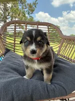 Smokey , a male Australian Shepherd for sale in Abbottstown, PA – 2 of 4