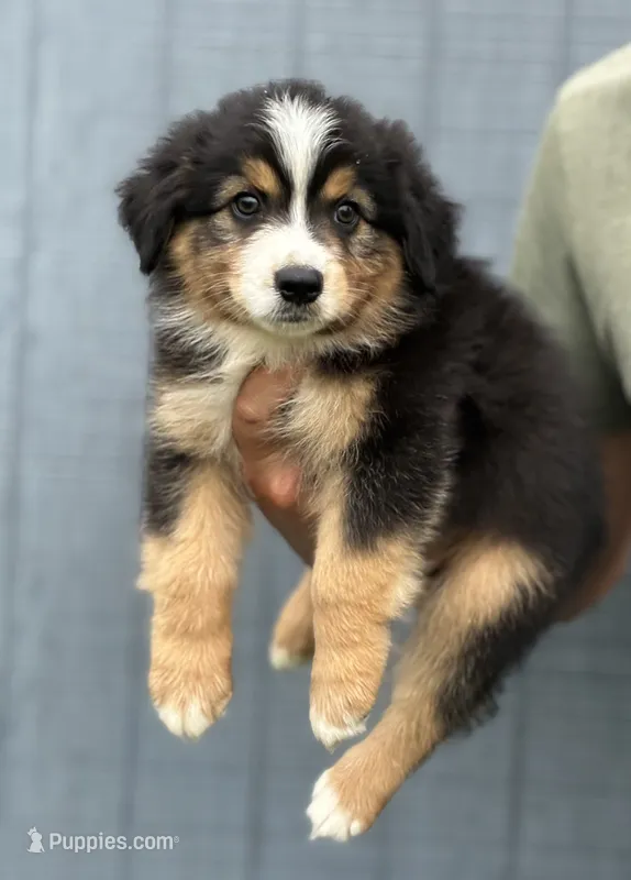Axel – Australian Shepherd puppy for sale in Abbottstown, PA