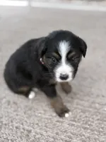 Paisley, a female Australian Shepherd for sale in Abbottstown, PA – 2 of 4