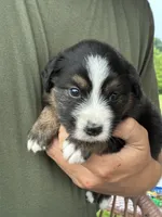 Paisley, a female Australian Shepherd for sale in Abbottstown, PA – 3 of 4