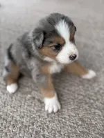 Banjo, a male Australian Shepherd for sale in Abbottstown, PA – 2 of 3