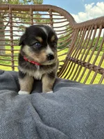Smokey , a male Australian Shepherd for sale in Abbottstown, PA – 4 of 4