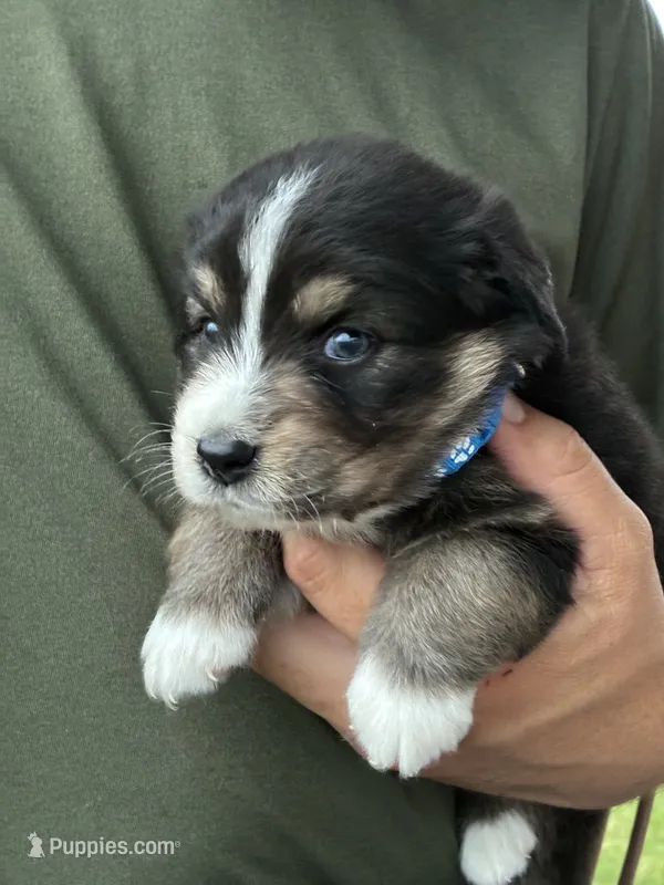 Stetson – Australian Shepherd puppy for sale in Abbottstown, PA