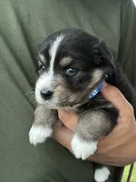 Stetson, a male Australian Shepherd for sale in Abbottstown, PA – 1 of 4