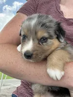 Duke, a male Australian Shepherd for sale in Abbottstown, PA – 3 of 5