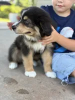 Stetson, a male Australian Shepherd for sale in Abbottstown, PA – 3 of 8