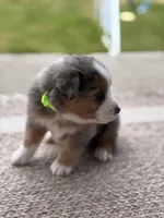 Banjo, a male Australian Shepherd for sale in Abbottstown, PA – 3 of 3