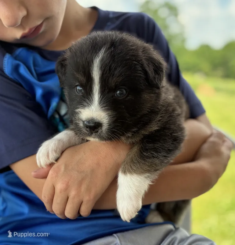 Bronco – Australian Shepherd puppy for sale in Abbottstown, PA