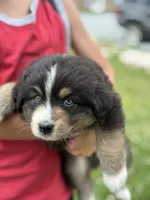 Stetson, a male Australian Shepherd for sale in Abbottstown, PA – 4 of 8