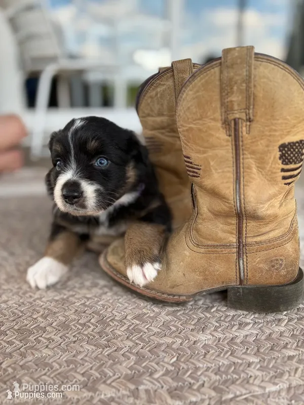 Poppy  – Australian Shepherd puppy for sale in Abbottstown, PA