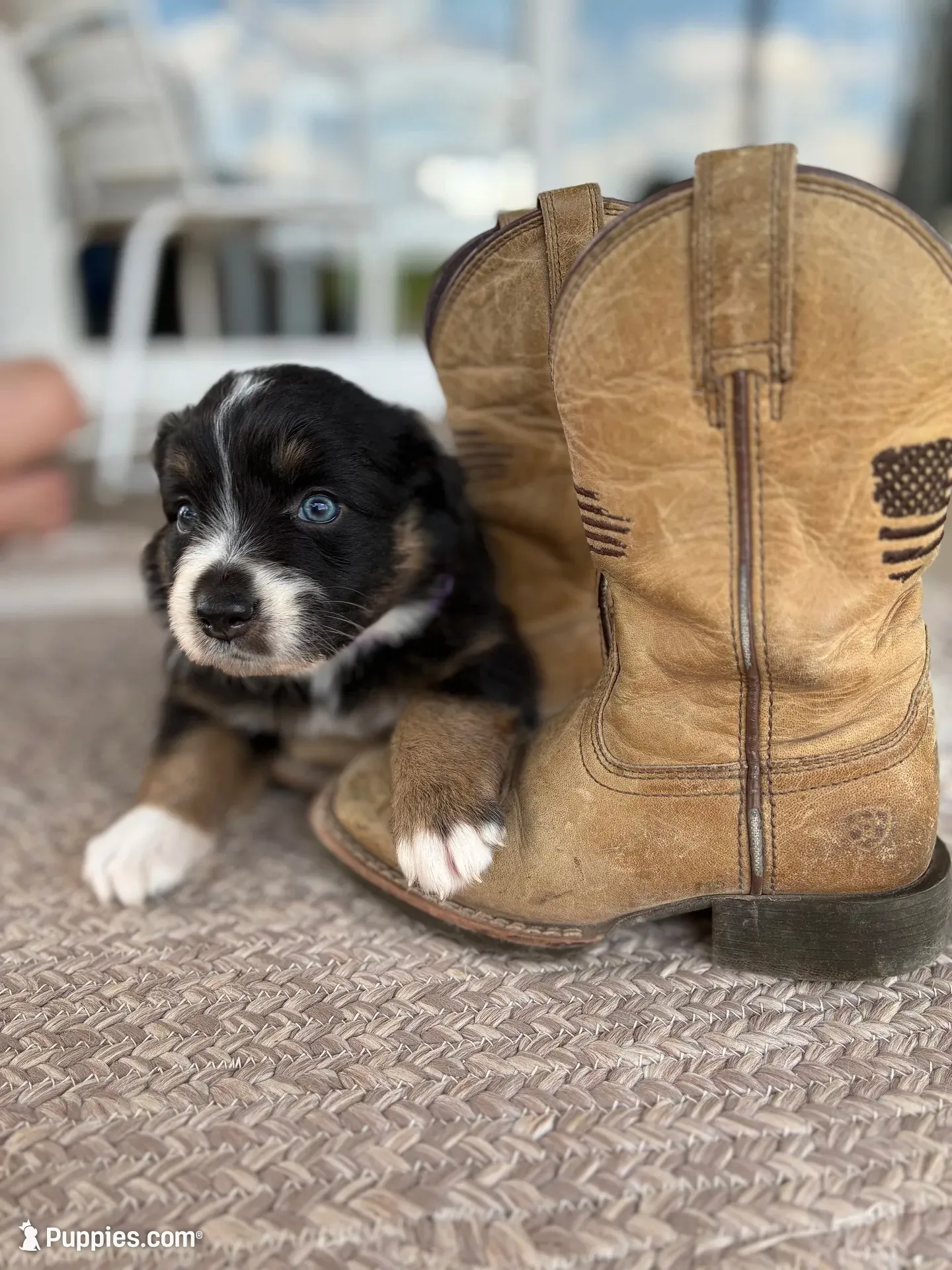 Poppy , a female Australian Shepherd for sale in Abbottstown, PA – 1 of 3