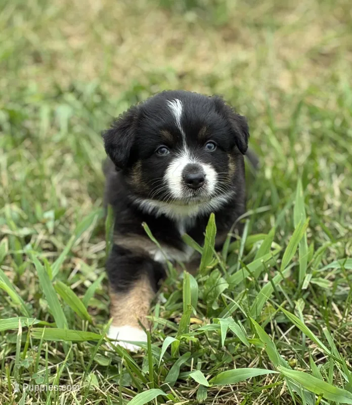 Poppy  – Australian Shepherd puppy for sale in Abbottstown, PA