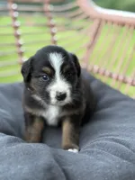 Paisley, a female Australian Shepherd for sale in Abbottstown, PA – 4 of 4