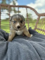 Duke, a male Australian Shepherd for sale in Abbottstown, PA – 5 of 5