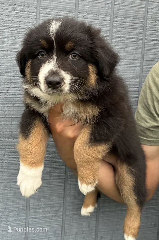 Poppy  – Australian Shepherd puppy for sale in Abbottstown, PA
