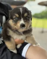 Smokey , a male Australian Shepherd for sale in Abbottstown, PA – 3 of 4