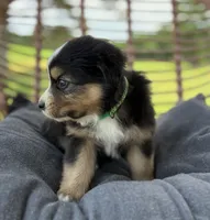 Axel, a male Australian Shepherd for sale in Abbottstown, PA – 3 of 3