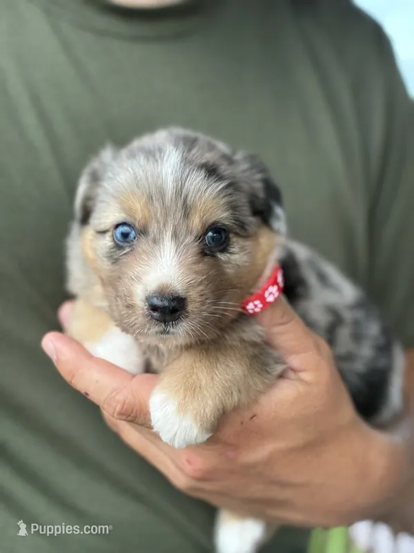 Duke, a male Australian Shepherd for sale in Abbottstown, PA – 1 of 5