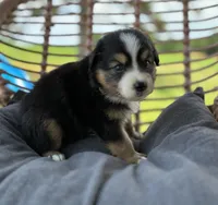 Axel, a male Australian Shepherd for sale in Abbottstown, PA – 2 of 3