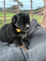 Oakley, a female Australian Shepherd for sale in Abbottstown, PA – 4 of 4