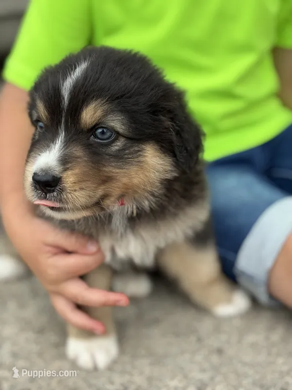 Smokey  – Australian Shepherd puppy for sale in Abbottstown, PA