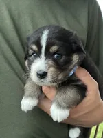 Stetson, a male Australian Shepherd for sale in Abbottstown, PA – 2 of 4