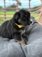Oakley, a female Australian Shepherd for sale in Abbottstown, PA – 3 of 4