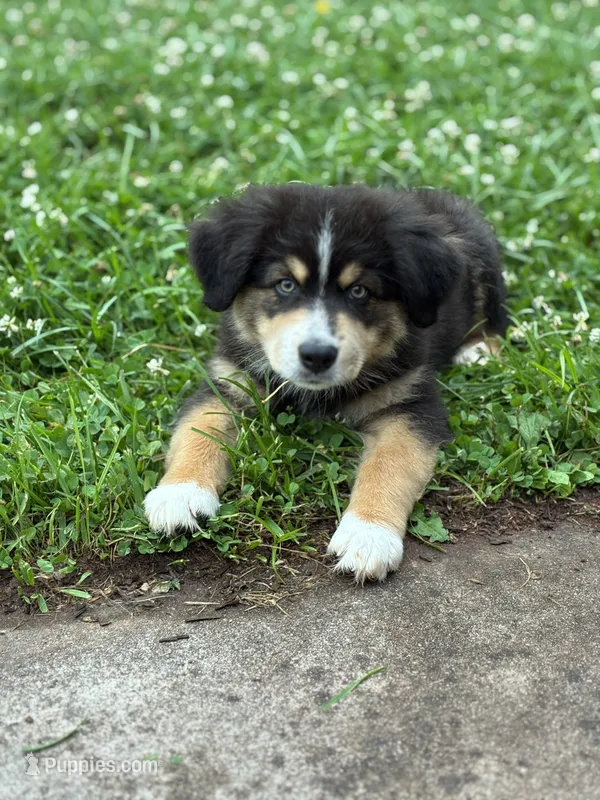Stetson – Australian Shepherd puppy for sale in Abbottstown, PA