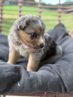 Duke, a male Australian Shepherd for sale in Abbottstown, PA – 2 of 5