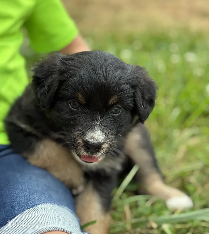 Oakley – Australian Shepherd puppy for sale in Abbottstown, PA