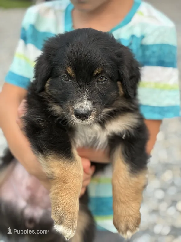Oakley – Australian Shepherd puppy for sale in Abbottstown, PA