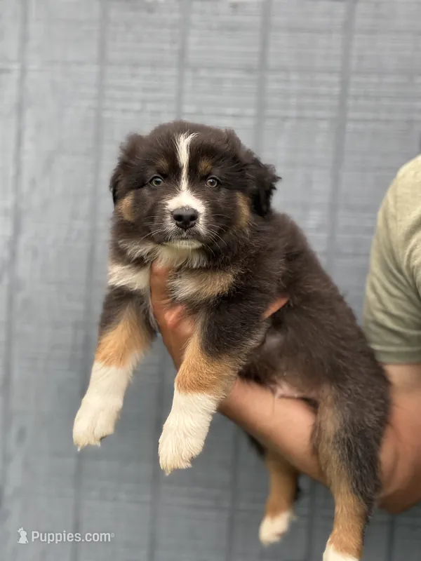 Bronco – Australian Shepherd puppy for sale in Abbottstown, PA