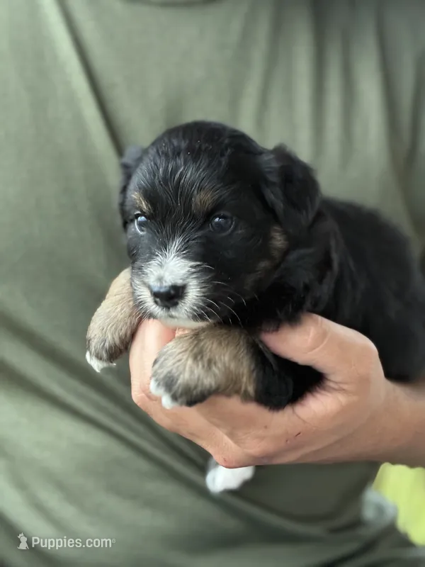 Oakley – Australian Shepherd puppy for sale in Abbottstown, PA