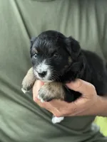 Oakley, a female Australian Shepherd for sale in Abbottstown, PA – 1 of 4