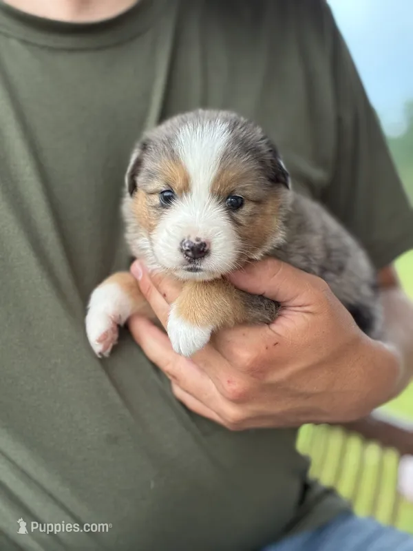 Banjo – Australian Shepherd puppy for sale in Abbottstown, PA